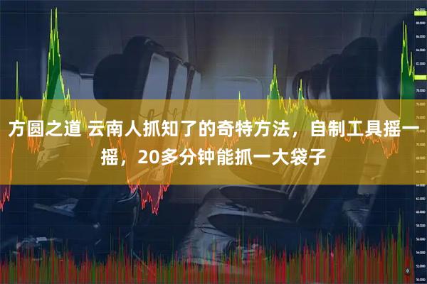 方圆之道 云南人抓知了的奇特方法，自制工具摇一摇，20多分钟能抓一大袋子